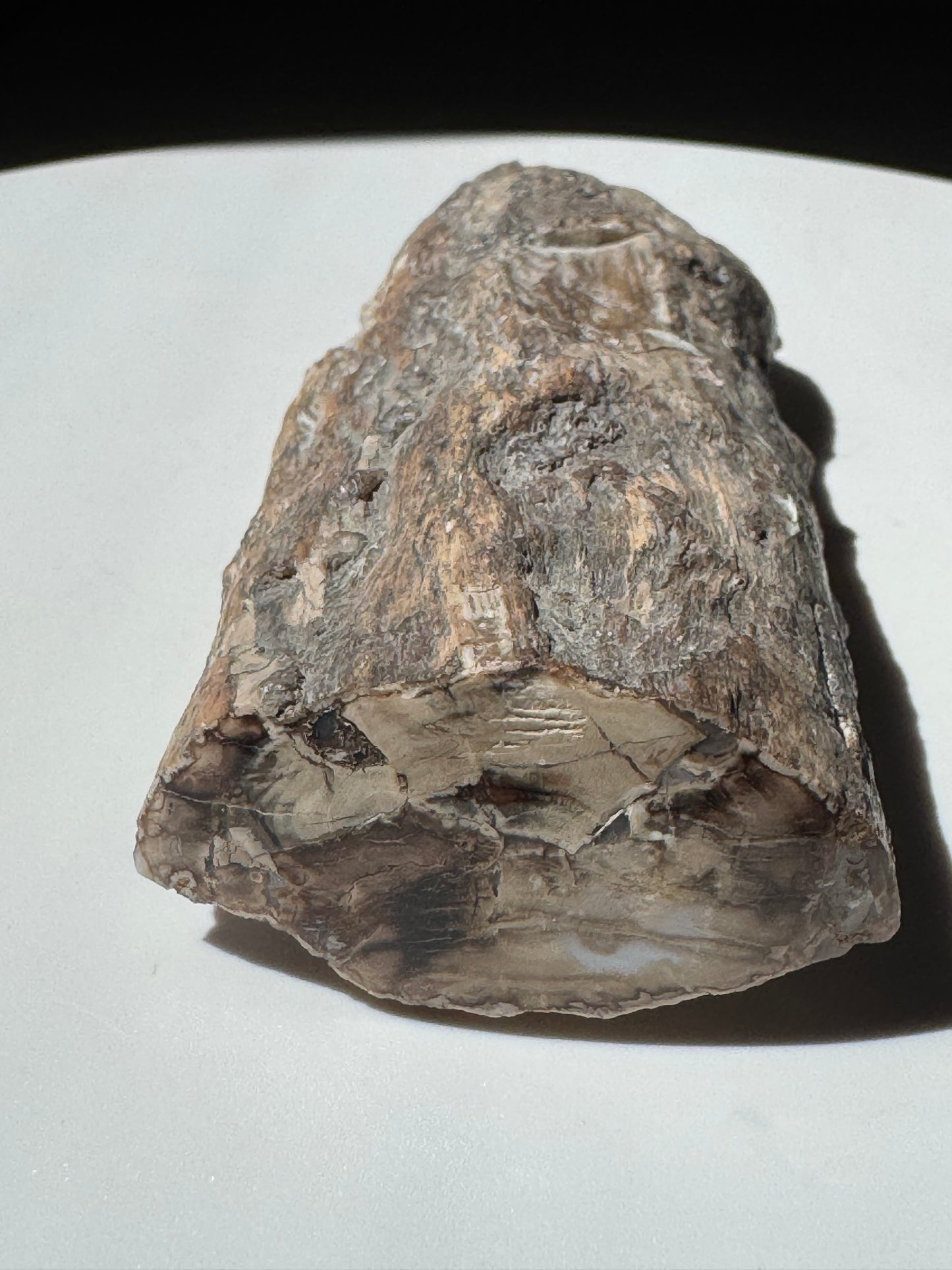 Utah Petrified Wood UV Reactive