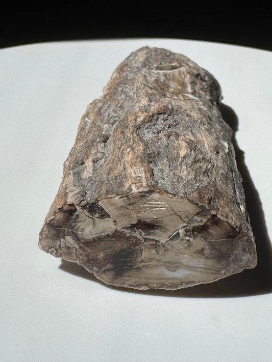 Utah Petrified Wood UV Reactive