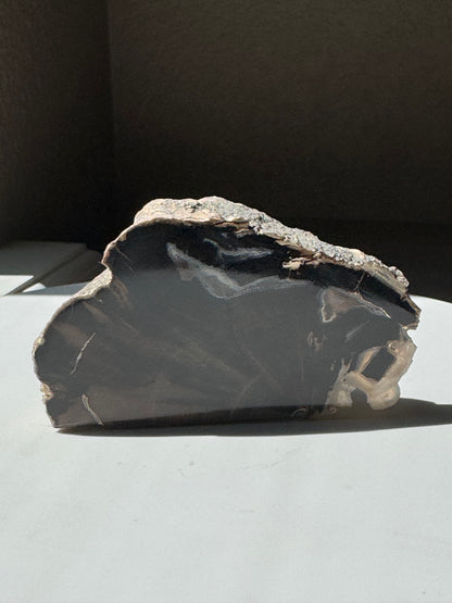 Blue Forrest Petrified Wood UV Reactive