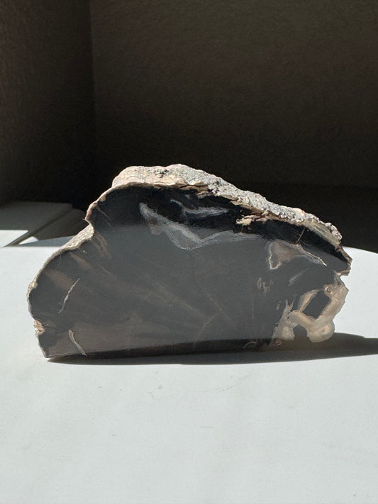 Blue Forrest Petrified Wood UV Reactive