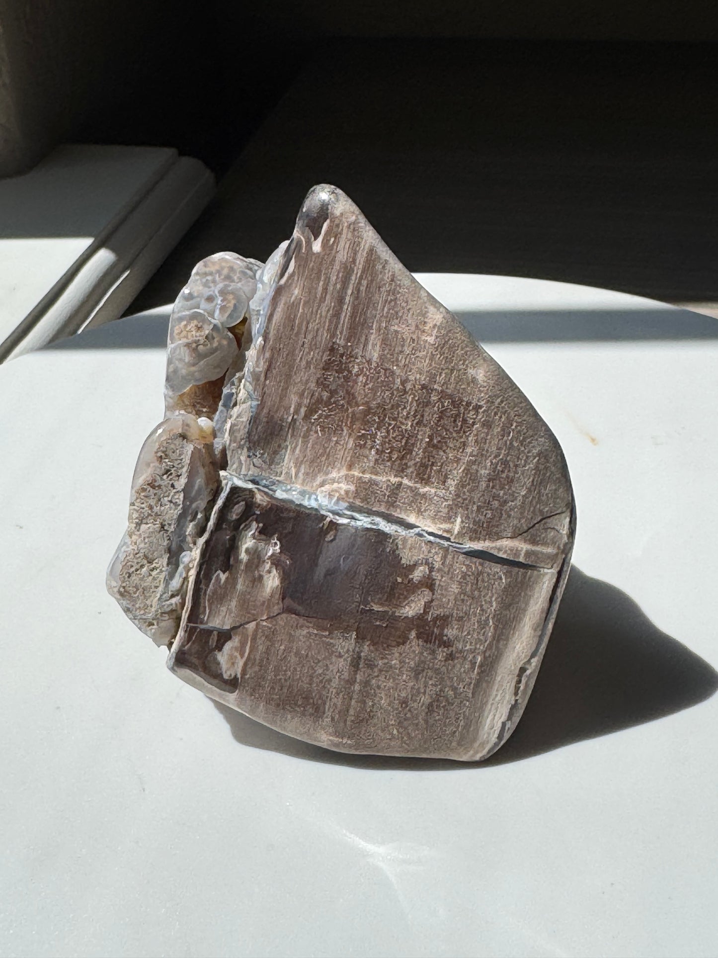 Blue Forrest Petrified Wood UV Reactive