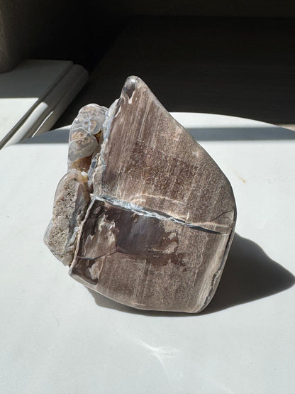 Blue Forrest Petrified Wood UV Reactive