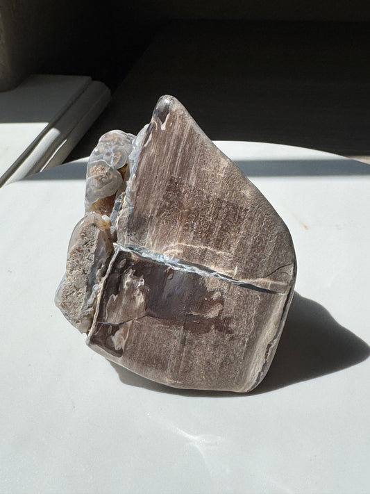 Blue Forrest Petrified Wood UV Reactive