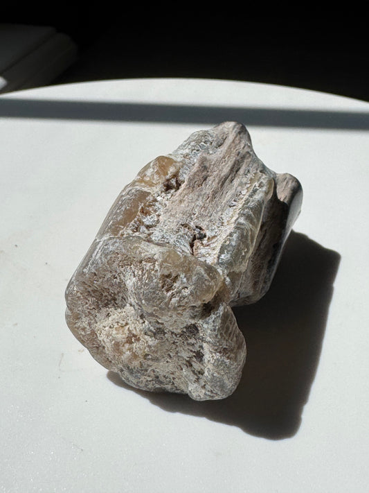 Blue Forrest Petrified Wood UV Reactive