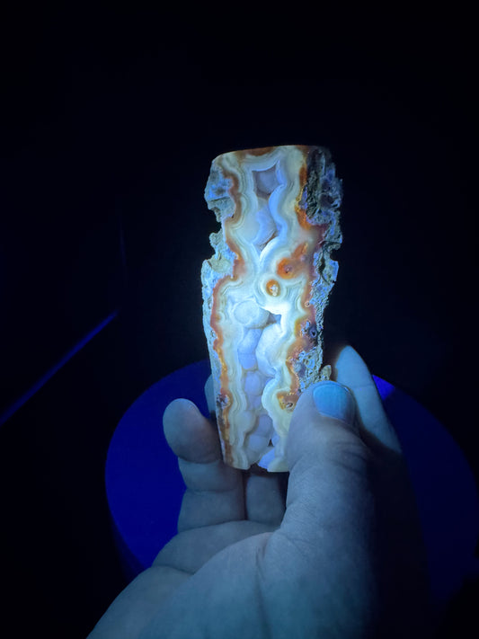 Florida Agatized Coral UV Reactive