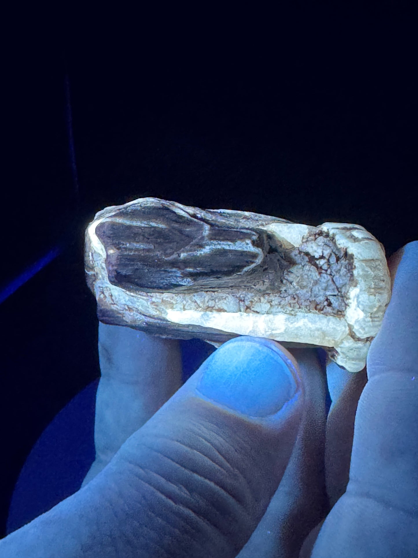 Blue Forrest Petrified Wood UV Reactive
