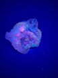 UV Reactive Multi Colored Grateful Dead Calcite from La Ojuela mine, Mapimi, Durango, Mexico
