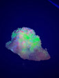 UV Reactive Multi Colored Grateful Dead Calcite from La Ojuela mine, Mapimi, Durango, Mexico