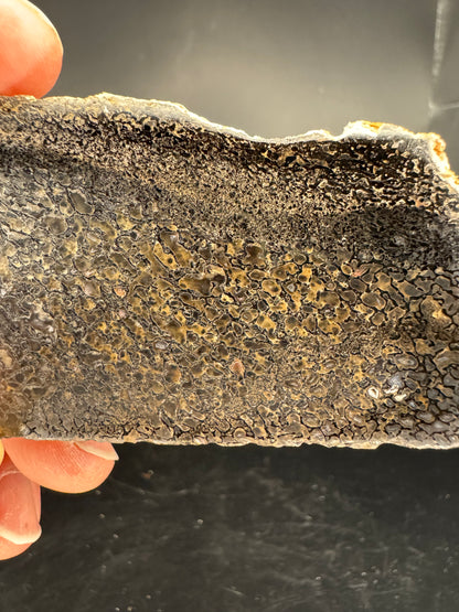 Face polished Dino Gem Bone Slab from Utah