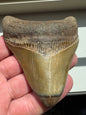 MEGALODON SHARK TOOTH REAL FOSSIL 4"  NO REPAIRS