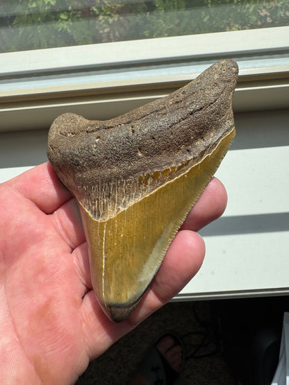 MEGALODON SHARK TOOTH REAL FOSSIL 4"  NO REPAIRS