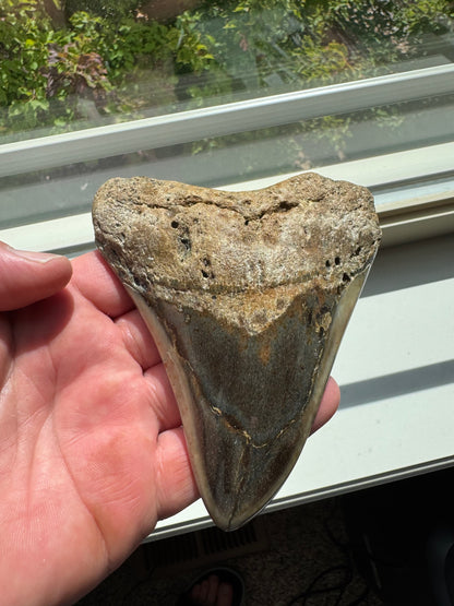 MEGALODON SHARK TOOTH REAL FOSSIL 4.5"  NO REPAIRS