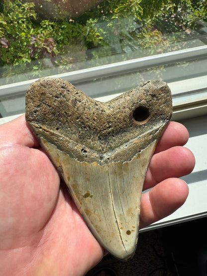 MEGALODON SHARK TOOTH REAL FOSSIL 4.5"  NO REPAIRS