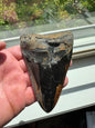 MEGALODON SHARK TOOTH REAL FOSSIL 4.75"  NO REPAIRS
