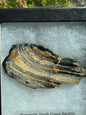Polished Mammoth Tooth Cross-Section Slab in Case