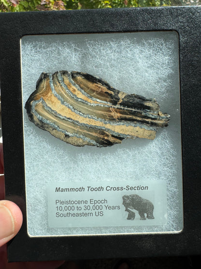 Polished Mammoth Tooth Cross-Section Slab in Case