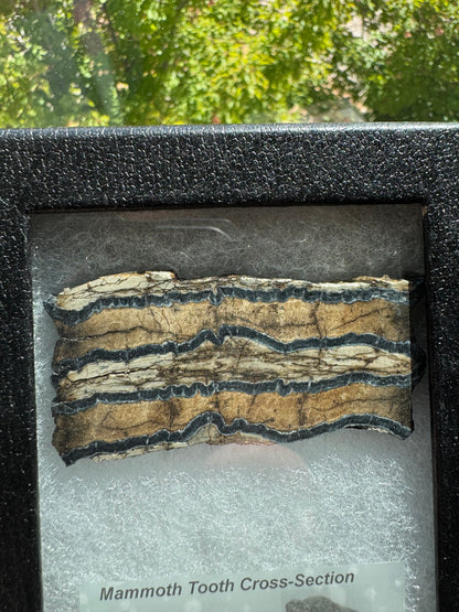 Polished Mammoth Tooth Cross-Section Slab in Case