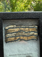 Polished Mammoth Tooth Cross-Section Slab in Case