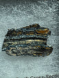 Polished Mammoth Tooth Cross-Section Slab in Case