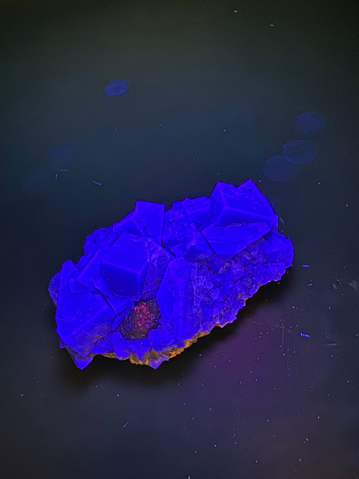 Diana Maria Fluorite Greedy Hog Pocket 89 Grams