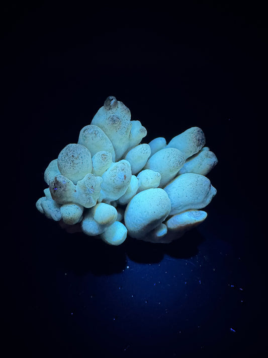 Botryoidal Honey Aragonite - Santa Eulalia, Chihuahua, Mexico 331 g