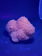 Druzy Quartz (Missouri) 870 Grams