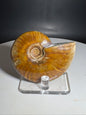 Natural Rainbow Ammonite Madagascar 75g