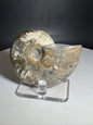 Natural Rainbow Ammonite Madagascar 101g