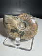 Natural Rainbow Ammonite Madagascar 77g