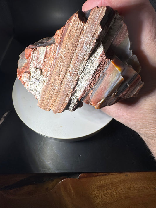 Arizona Rainbow Petrified Wood 4.2 LBS!