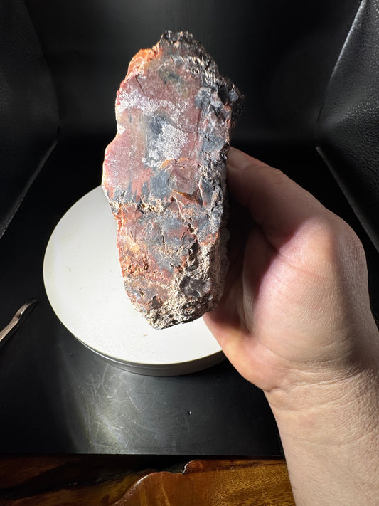 Arizona Rainbow Petrified Wood 1.4 LBS!