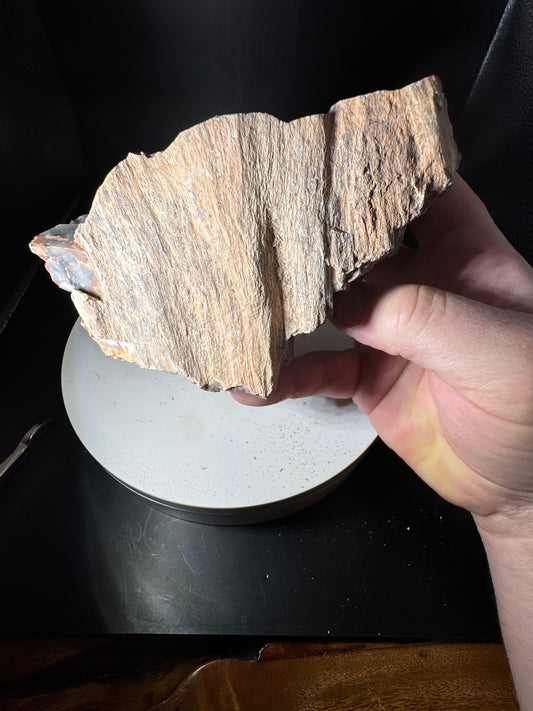 Arizona Rainbow Petrified Wood 2.3 LBS!