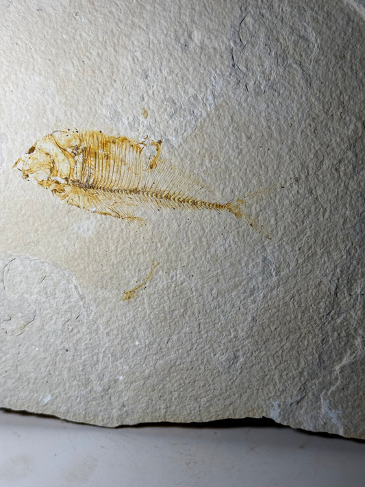 Large Fish Fossil Plate Green River Wyoming