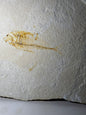 Large Fish Fossil Plate Green River Wyoming