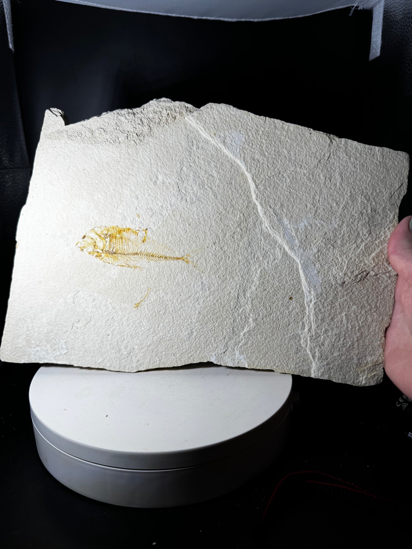 Large Fish Fossil Plate Green River Wyoming