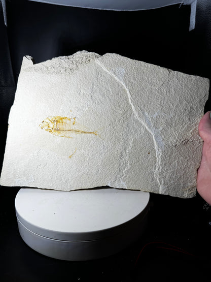 Large Fish Fossil Plate Green River Wyoming