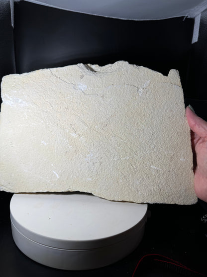 Large Fish Fossil Plate Green River Wyoming