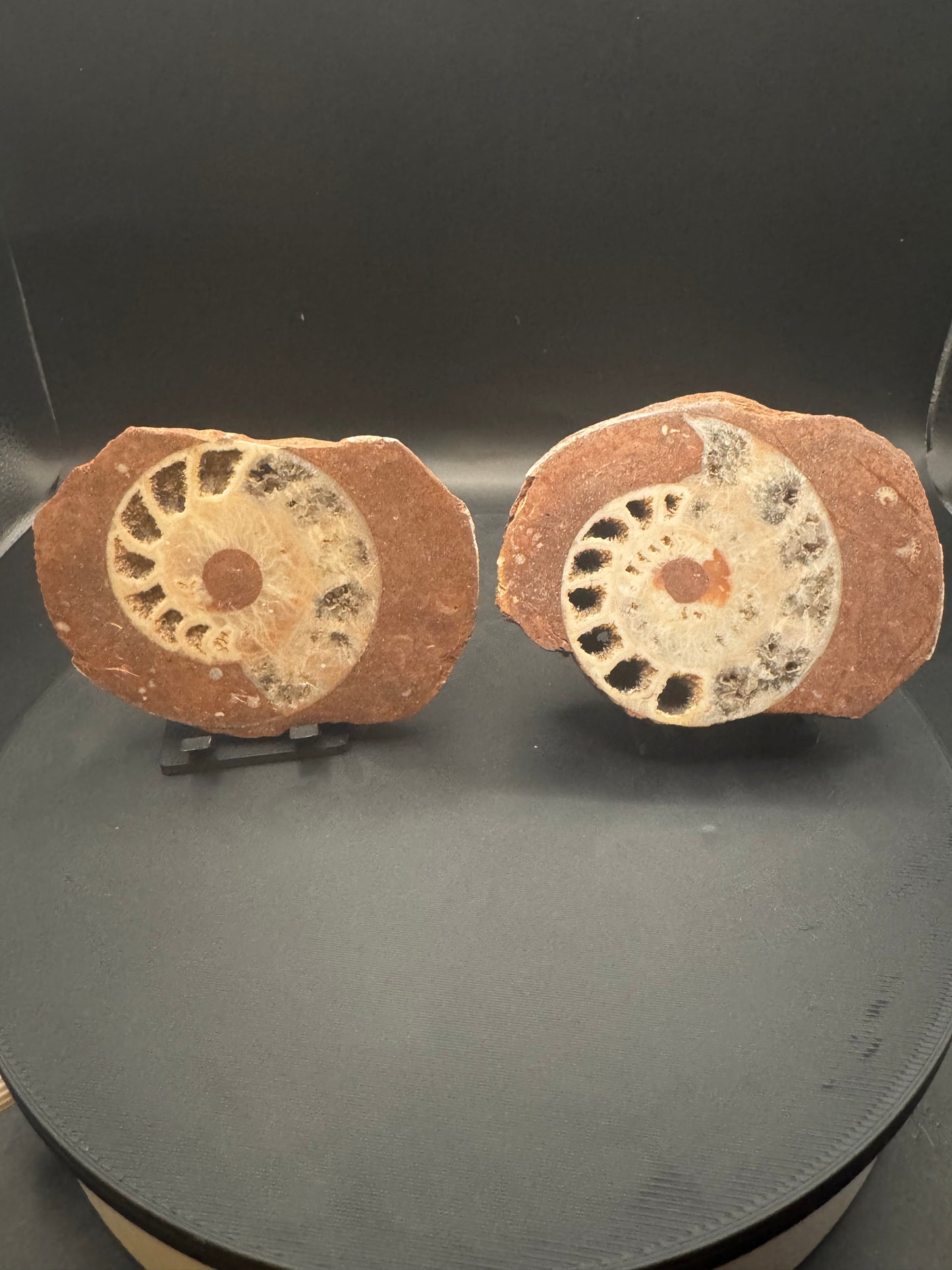 UV Reactive Ammonite Pair From Indonesia with Stands | 384 Grams