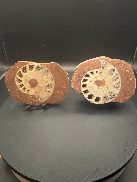 UV Reactive Ammonite Pair From Indonesia with Stands | 384 Grams