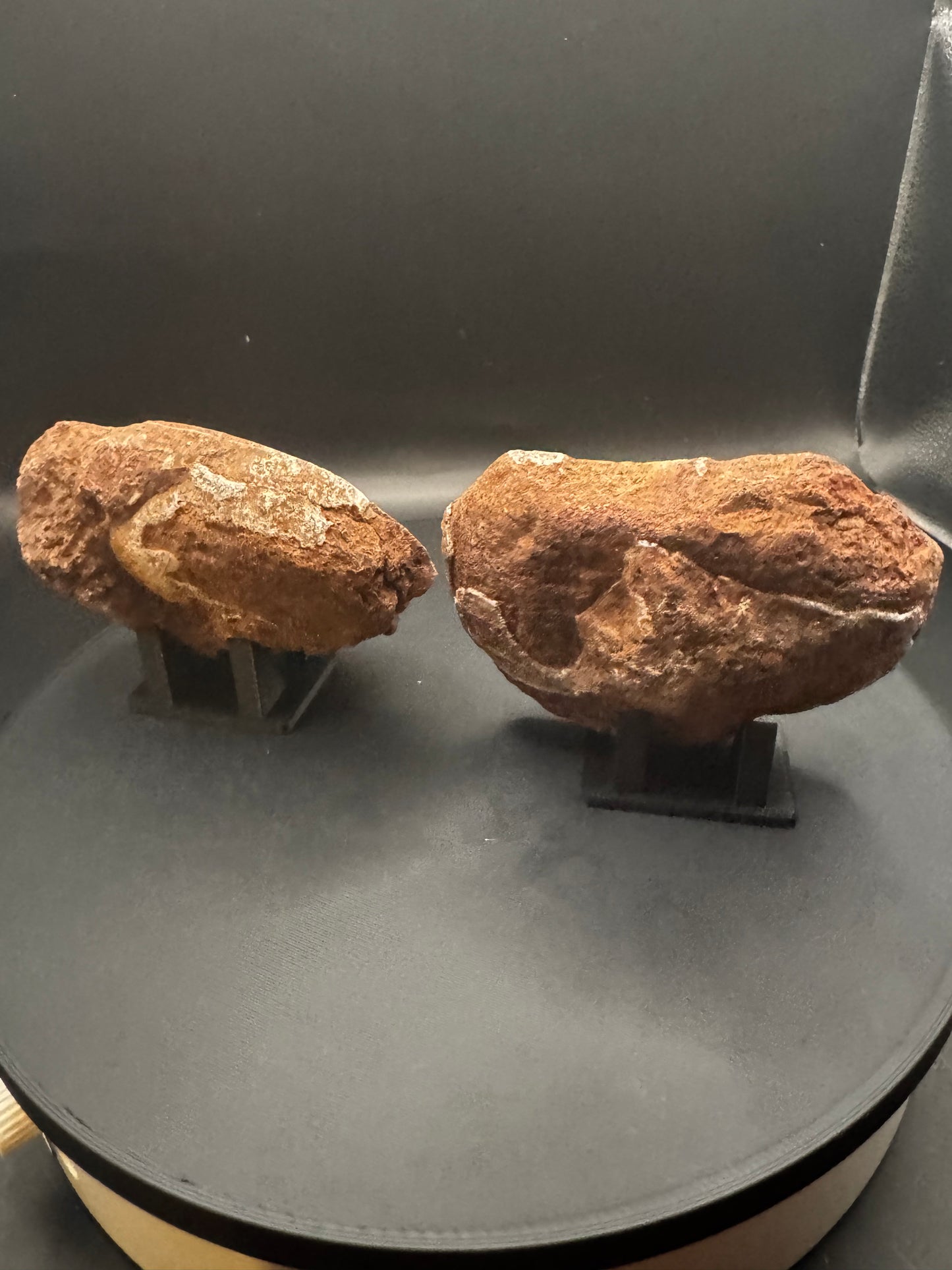 UV Reactive Ammonite Pair From Indonesia with Stands | 384 Grams