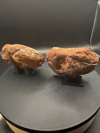 UV Reactive Ammonite Pair From Indonesia with Stands | 384 Grams