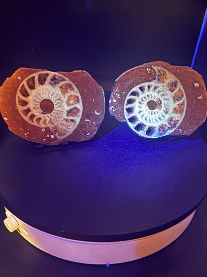 UV Reactive Ammonite Pair From Indonesia with Stands | 384 Grams