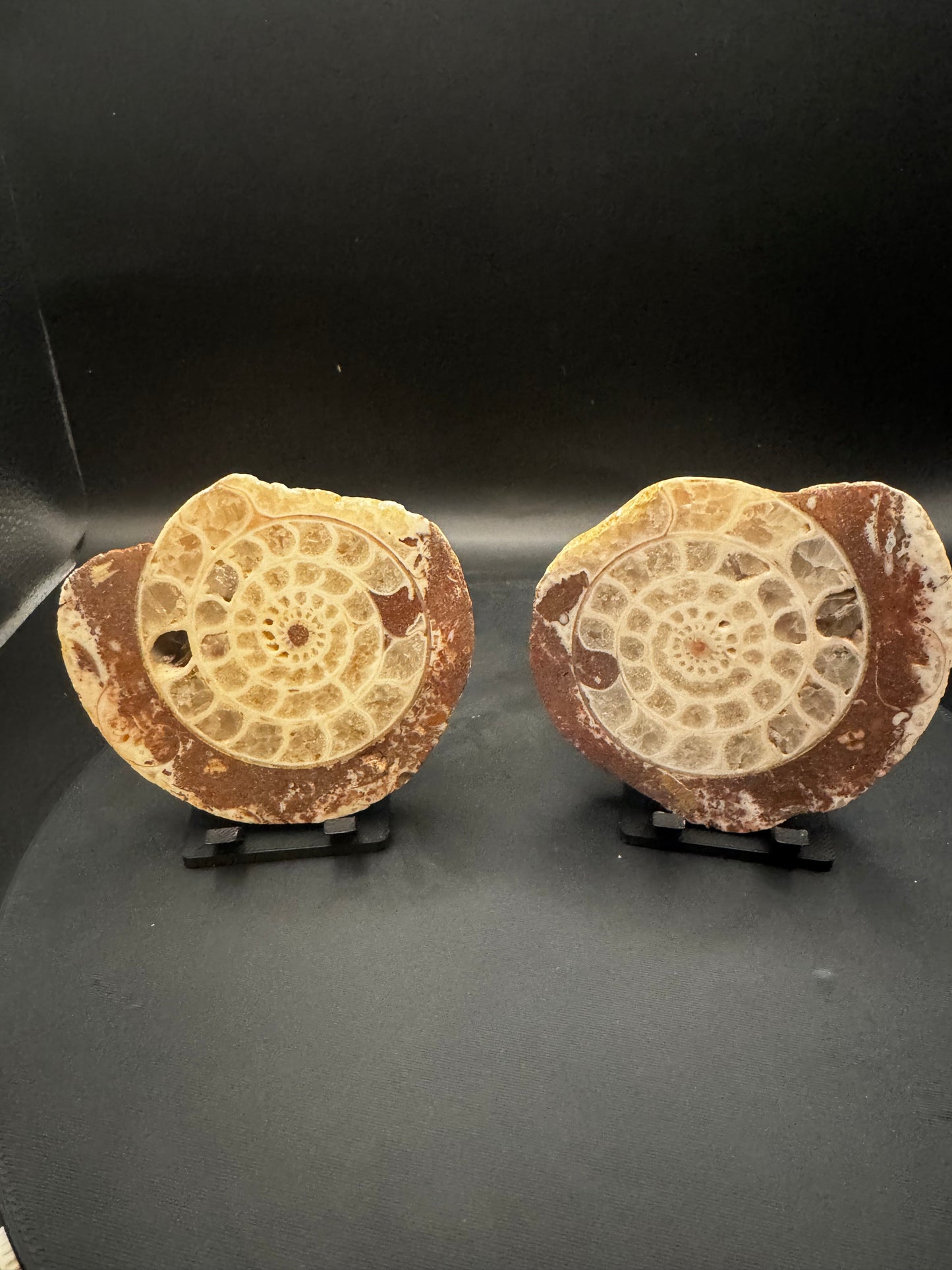 UV Reactive Ammonite Pair From Indonesia with Stands | 234 Grams