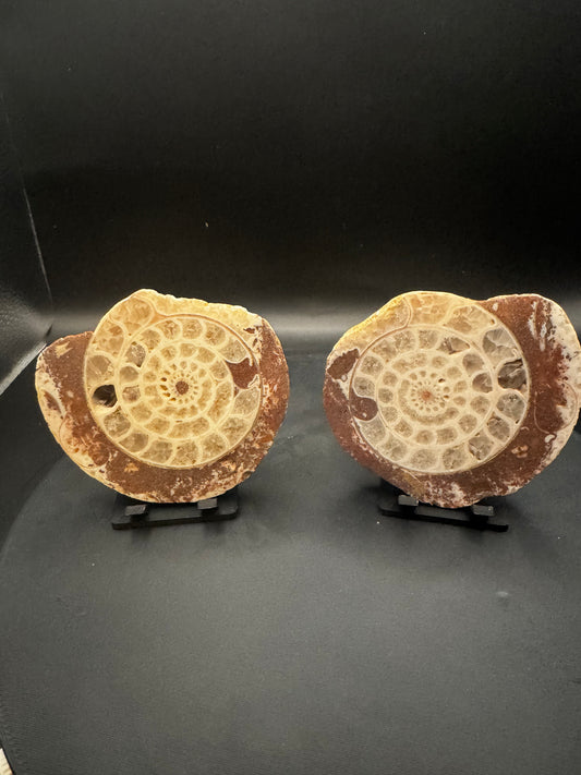 UV Reactive Ammonite Pair From Indonesia with Stands | 234 Grams