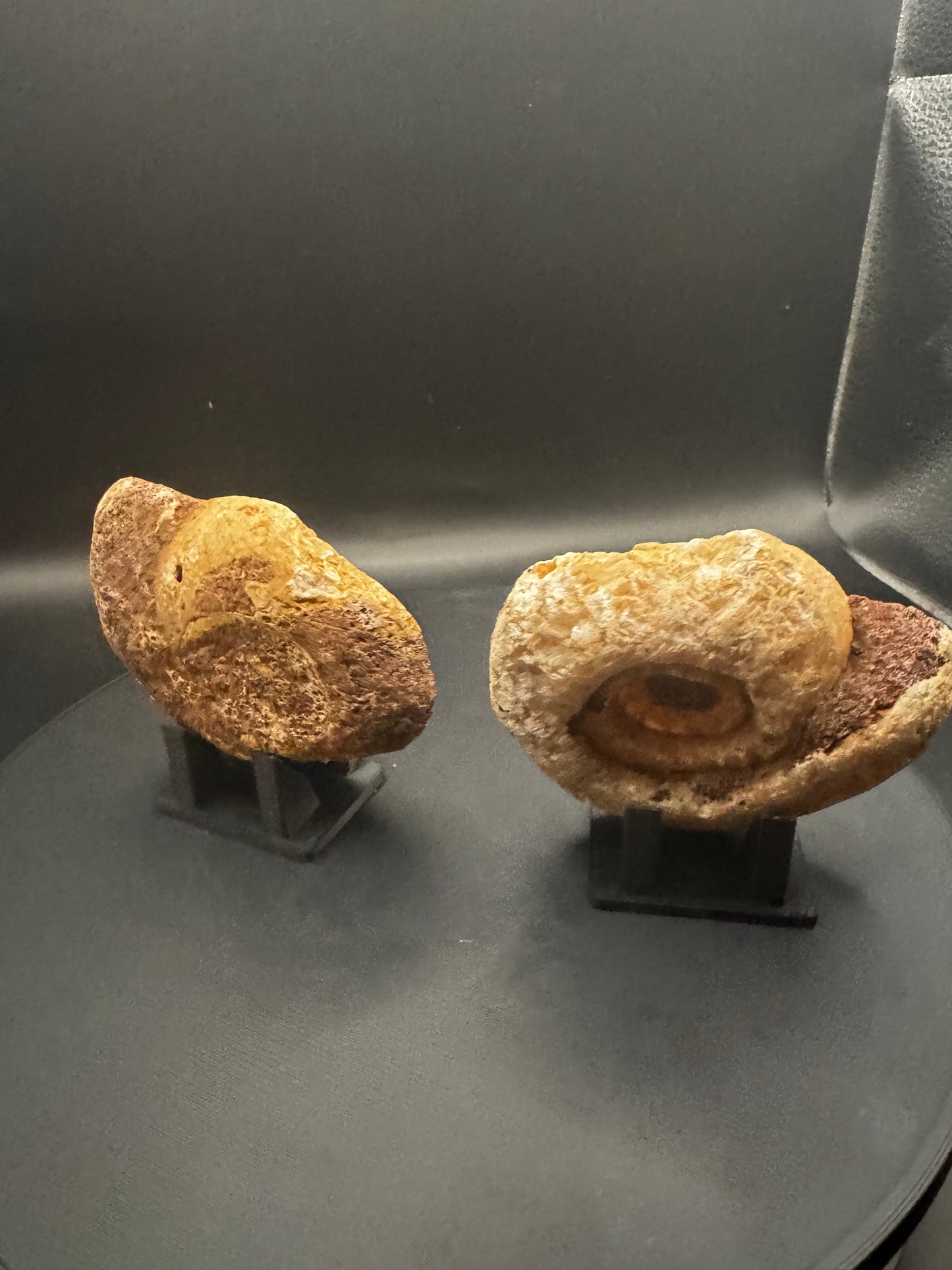 UV Reactive Ammonite Pair From Indonesia with Stands | 234 Grams