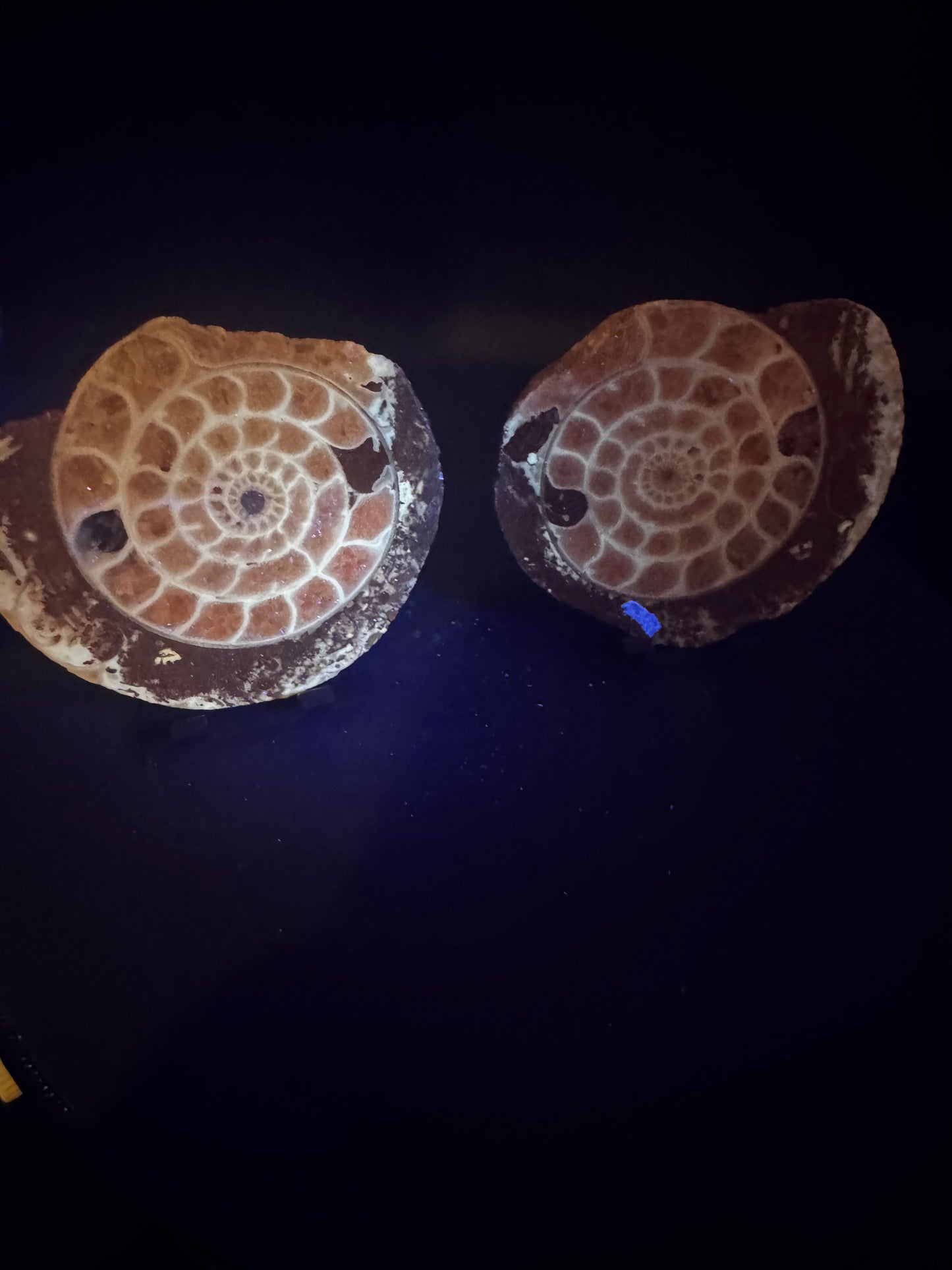 UV Reactive Ammonite Pair From Indonesia with Stands | 234 Grams
