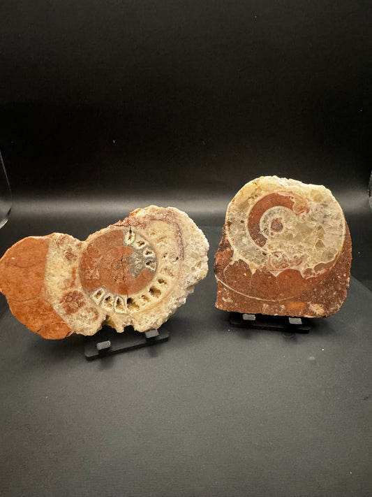 UV Reactive Ammonite Pair From Indonesia with Stands | 229 Grams