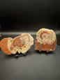 UV Reactive Ammonite Pair From Indonesia with Stands | 229 Grams