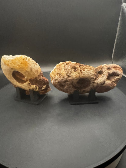 UV Reactive Ammonite Pair From Indonesia with Stands | 229 Grams