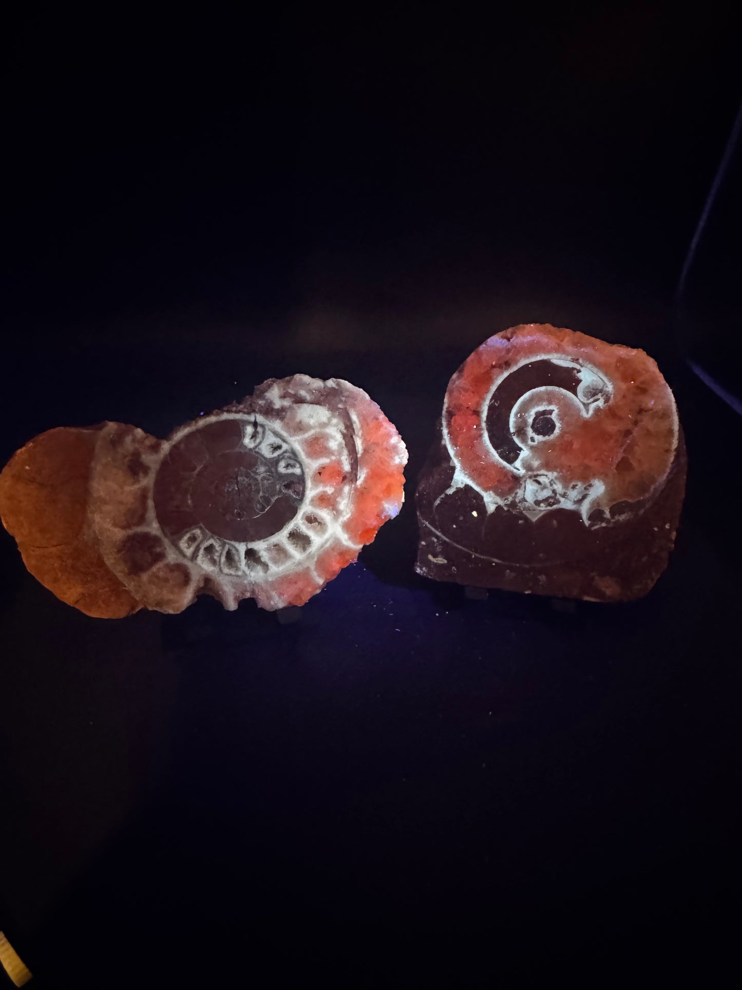 UV Reactive Ammonite Pair From Indonesia with Stands | 229 Grams